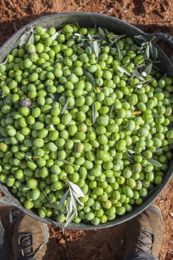 Yeşil zeytin dolu bir kova hasat. Kişinin Bakış Açısı