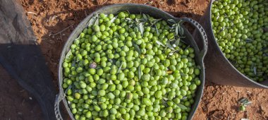 Yeşil zeytin ve tahsilat ağı dolu kovaları toplamak. Masa zeytinleri hasat mevsimi