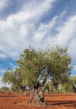 Tierra de Barros zeytinliği ve mavi bulutlu gökyüzü. İspanya, Badajoz 'da hasat mevsimi