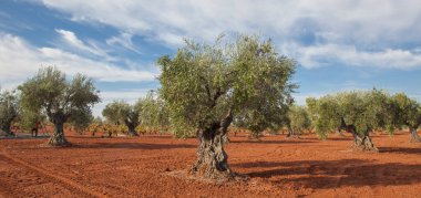 Tierra de Barros zeytinliği ve mavi bulutlu gökyüzü. İspanya, Badajoz 'da hasat mevsimi