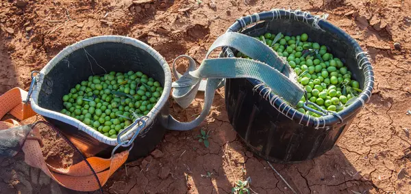 Fruit-gathering baskets with green olives. Table olives harvest season scene