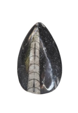 Cilalanmış ortoceras fosili. Beyaz arkaplan üzerinde izole edilmiş