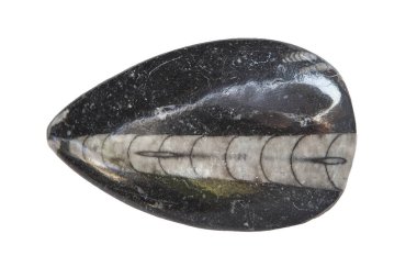 Cilalanmış ortoceras fosili. Beyaz arkaplan üzerinde izole edilmiş