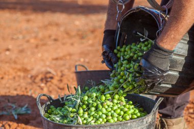 Laborer emptying his fruit-gathering basket of olives into the bucket. Table olives harvest season scene clipart