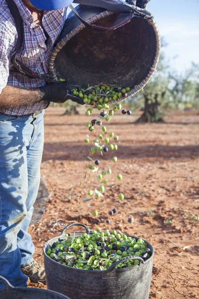 Laborer emptying his fruit-gathering basket of olives into the bucket. Table olives harvest season scene