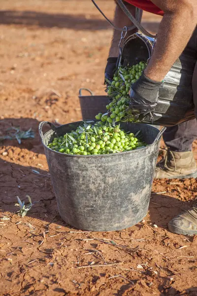 Laborer emptying his fruit-gathering basket of olives into the bucket. Table olives harvest season scene
