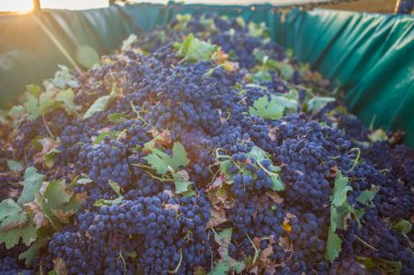 Kırmızı üzümlerle dolu bir karavan. Şafak ışıkları ufka giriyor.