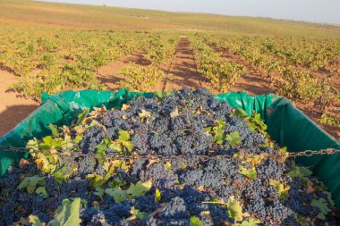 Kırmızı üzümlerle dolu bir karavan. Üzüm toplama sezonu sahnesi
