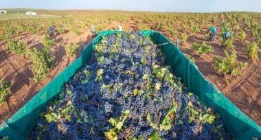 Kırmızı üzümlerle dolu bir karavan. Gündüz işçileri arka planda çalışıyor