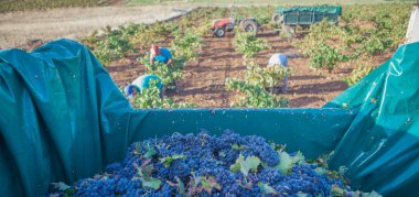 Kırmızı üzümlerle dolu bir karavan. Gündüz işçileri arka planda çalışıyor