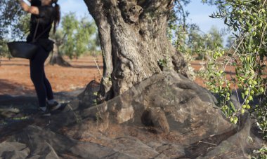 Kadın işçi daldan sepete kadar dikkatlice zeytin topluyor. Masa zeytinleri hasat mevsimi