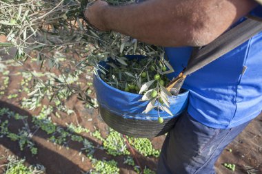 İşçi daldan sepete kadar dikkatlice zeytin topluyor. Masa zeytinleri hasat mevsimi