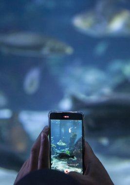 Akvaryumda akıllı telefonla fotoğraf çeken bir ziyaretçi. Yumuşak ses
