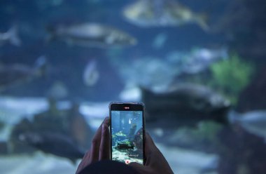 Akvaryumda akıllı telefonla fotoğraf çeken bir ziyaretçi. Yumuşak ses