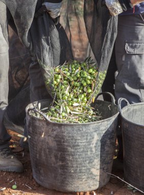 İşçi çift zeytinleri tahsilat ağından hasat kovasına aktarıyor. Masa zeytinleri hasat mevsimi