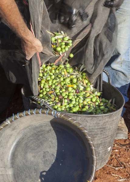 Day laborers transfers olives from collection net to the harvesting bucket. Table olives harvest season scene