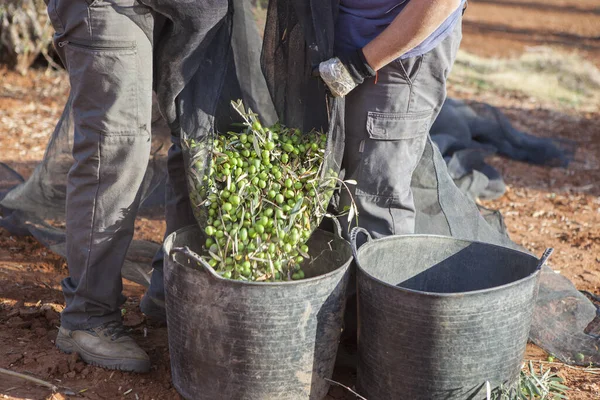 Laborers couple transfers olives from collection net to the harvesting bucket. Table olives harvest season scene