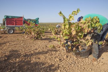 Hasat mevsiminde ziraat karavanı. Özenle toplanmış üzümleri taşımak için makine