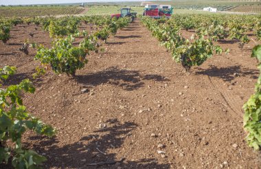 Eklem traktörü hasat mevsiminde çalışıyor. Özenle toplanmış üzümleri taşımak için makine