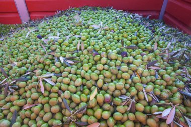 Bir sürü zeytin meyvesi. Masa zeytinleri hasat mevsimi