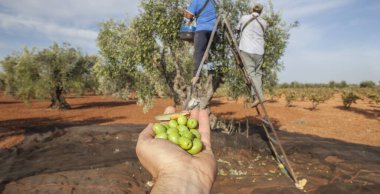 Bol bol yeşil zeytin ver. Merdivendeki işçiler arka planda zeytin topluyorlar