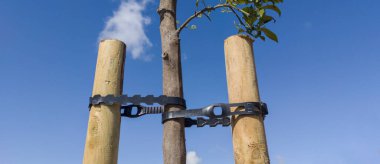 İki çekim ve pvc kemerle sabitlenmiş genç bir portakal ağacı. Mavi gökyüzü