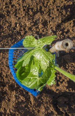 Ağaçlar ve asmalar tarafından korunan bitkiler hayvan ve bitki öldürücülerden korunuyor. Genel Görünüm