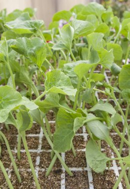 Bitki yuvasında karpuz filizleri. Polistiren tepsisini kapat