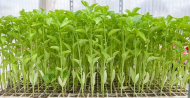 Bitki fidanlığında biber filizleri. Uzun biçim