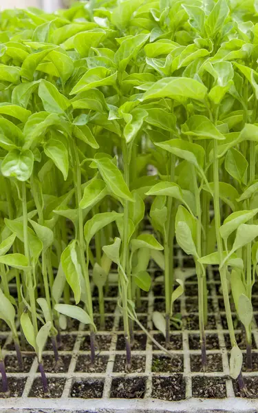 stock image Shoots of pepper plants at plant nursery. Polystyrene tray closeup