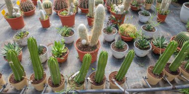 Çocuk odasındaki bitkilerin üretimi için Lane. Kaktüsler ve sulular, Xeriscape