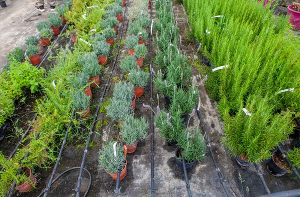 stock image Lane for the reproduction of plants in a nursery. Young trees rows