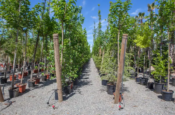 stock image Lane for the reproduction of plants in a nursery. Young trees rows