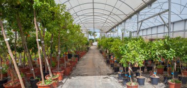 Çocuk odasındaki bitkilerin üretimi için Lane. Deniz aygırı serası