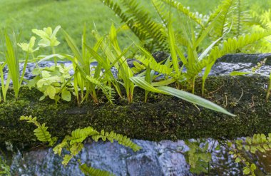 İçi oyulmuş bir kütükten yapılmış bir kanaldan filizlenen bitkiler. Seçici odak