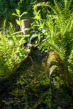 İçi oyulmuş bir kütükten yapılmış bir kanaldan filizlenen bitkiler. Seçici odak