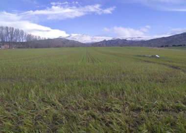 İspanya Ulusal N-502 yolunun yanındaki mısır gevreği tarlaları, Solosancho, Avila, İspanya