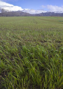 İspanya Ulusal N-502 yolunun yanındaki mısır gevreği tarlaları, Solosancho, Avila, İspanya