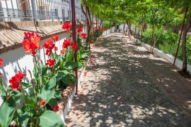 Alange Spa 'nın üzümlü sarmaşık geçidi, Roma kaynaklı termal banyolar, Badajoz, Extremadura, İspanya