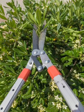 Trimming pittosporum hedges with telescopic hedge trimmer scissors. Trimming activities in garden clipart