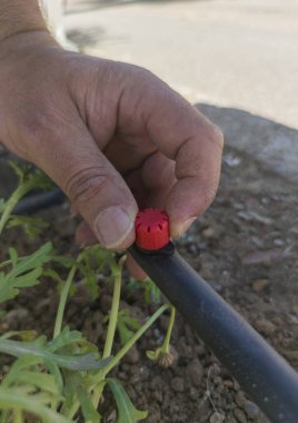 Gardener adjusting self-compensating dripper on irrigation pipe. Gardening equipment for drip irrigation clipart