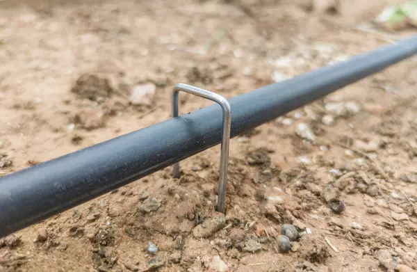 stock image U pins or hold down pegs installed over pipe. Gardening equipment for drip irrigation