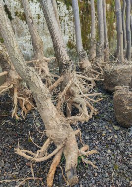 Çırılçıplak genç ağaçlar depolanmış. Bahçelerde ağaç dikme işi