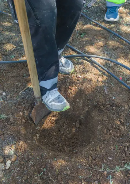 Damgalı kürekle ağaç çukurunu kazıyorum. Bahçelerde ağaç dikme işi