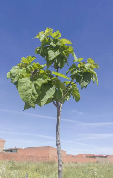 stock image Young catalpa tree or catawa. Hghly appreciated specie for its ability to provide shade