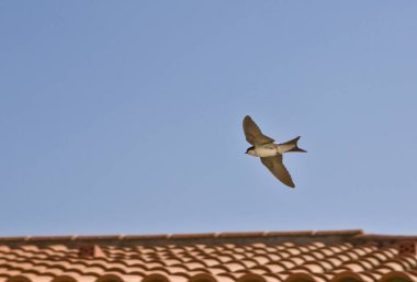 Western house martin or Delichon urbicum. Flying over the roofs clipart