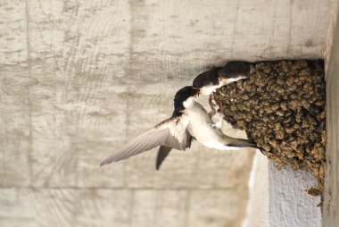 Anne yavrularını besliyor. Batı evi Martin veya Delichon urbicum.