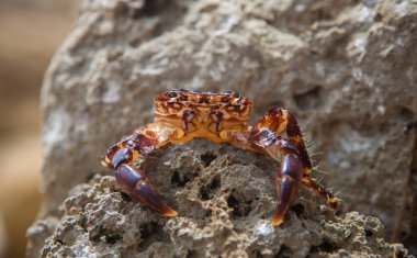 Mermer kaya yengeci ya da pachygrapsus marmoratus. Magoito Sahili, Portekiz
