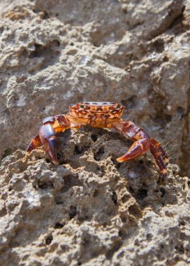 Marbled rock crab or pachygrapsus marmoratus. Magoito Coast, Portugal clipart