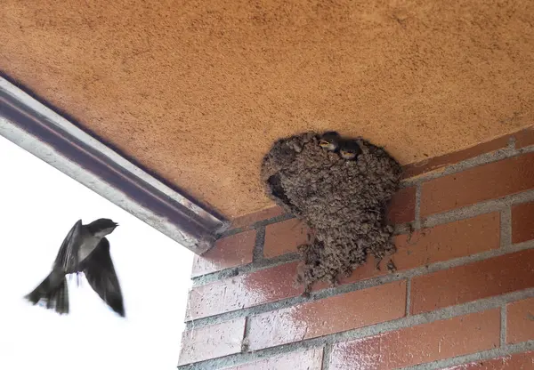 stock image Mother flying back to nest in the eaves. Western house martin or Delichon urbicum